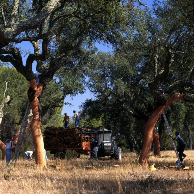 cork oak forest