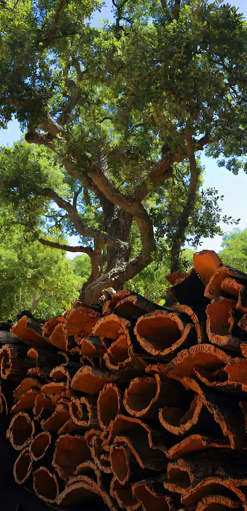 cork tree