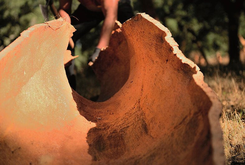 cork tree